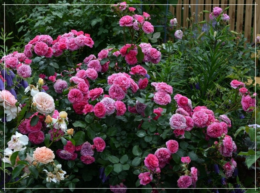 Baronesse róża rabatowa